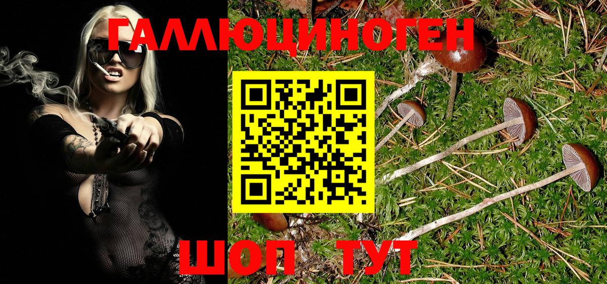 Псилоцибиновые грибы Psilocybine cubensis Миллерово